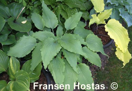 Hosta Valley's Ruffle Shuffle